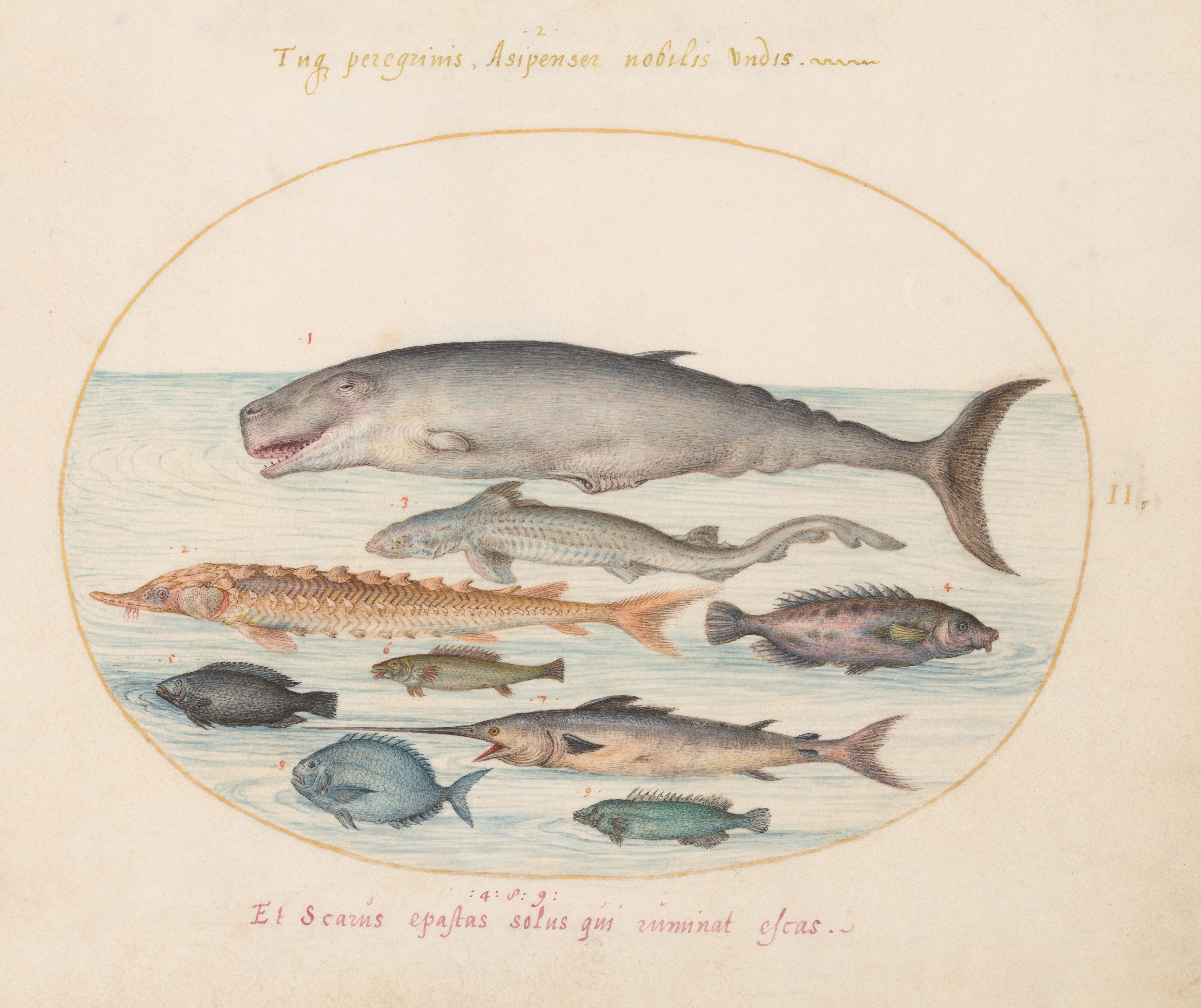 « Cachalot, requin et autres poissons » 
